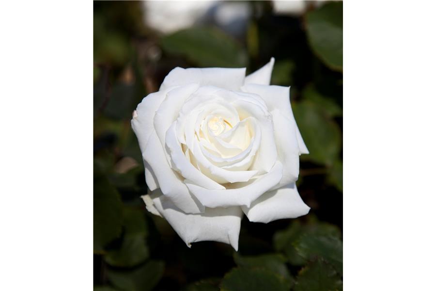 HYBRID TEA STD